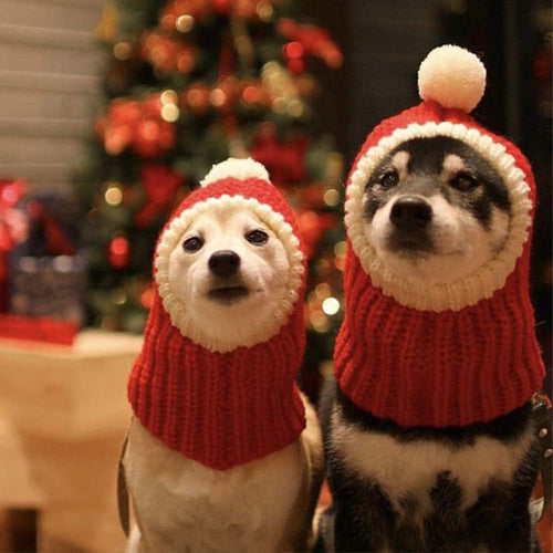 Dog Holiday headgear